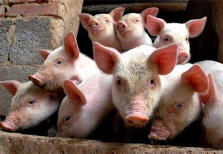 母猪产出死胎的原因较多,也很复杂,总结发病的五类因素......