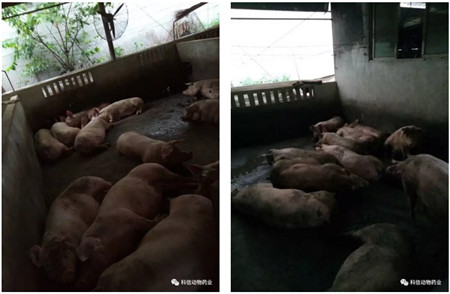 科信胃动力+科信速大肥,育肥猪后期催肥效果棒棒哒!