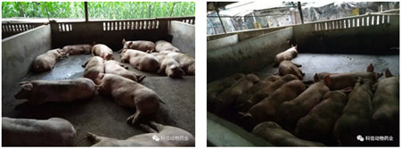 科信胃动力+科信速大肥,育肥猪后期催肥效果棒棒哒!