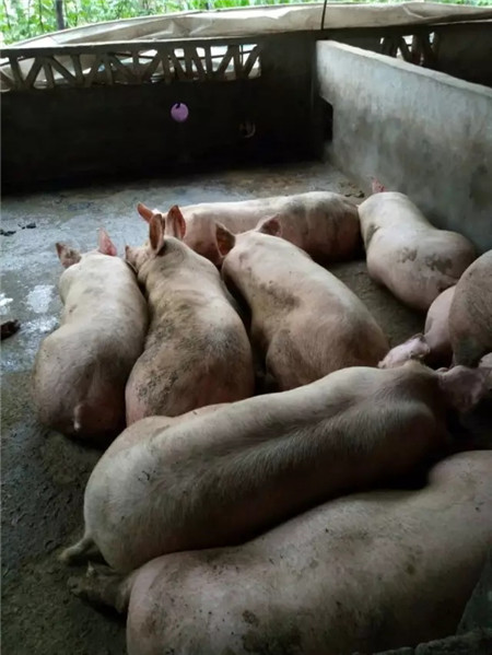 科信胃动力+科信速大肥,育肥猪后期催肥效果棒棒哒!