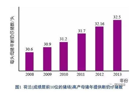 如何填补母猪妊娠后期与哺乳期之间营养水平上的缺口?