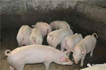 程序教授:必须彻底摒弃将畜禽粪便看作是“污染物“的观念