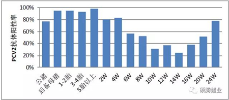 如何有效控制“幕后黑手”猪圆环病毒(2型)在生长、育肥猪中的感染、活跃?