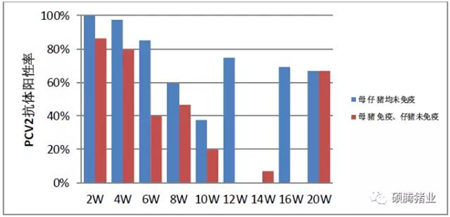 如何有效控制“幕后黑手”猪圆环病毒(2型)在生长、育肥猪中的感染、活跃?