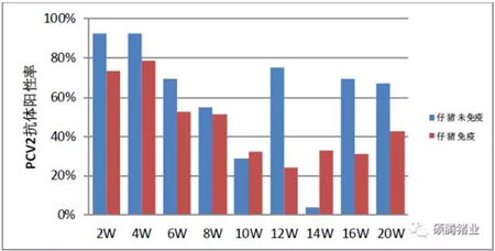 如何有效控制“幕后黑手”猪圆环病毒(2型)在生长、育肥猪中的感染、活跃?