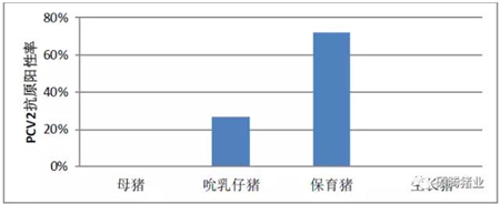 如何有效控制“幕后黑手”猪圆环病毒(2型)在生长、育肥猪中的感染、活跃?