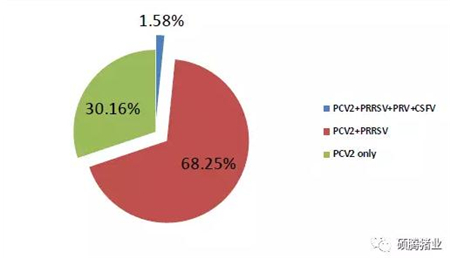 如何有效控制“幕后黑手”猪圆环病毒(2型)在生长、育肥猪中的感染、活跃?