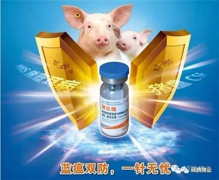 猪这一辈子最难熬的是保育阶段?这里给你支招!