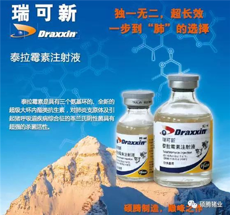 猪这一辈子最难熬的是保育阶段?这里给你支招!