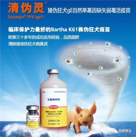 猪这一辈子最难熬的是保育阶段?这里给你支招!