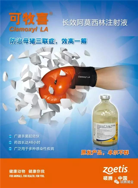 猪这一辈子最难熬的是保育阶段?这里给你支招!