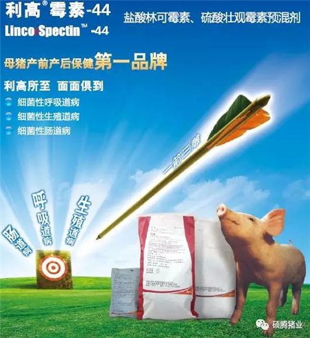 猪这一辈子最难熬的是保育阶段?这里给你支招!