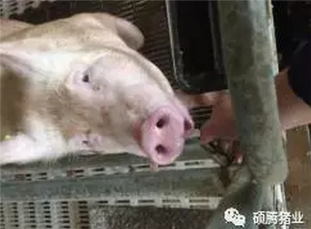 伏天来袭,产房母猪消暑纳凉四大管理要点又双叒叕来了!