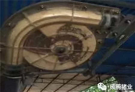 伏天来袭,产房母猪消暑纳凉四大管理要点又双叒叕来了!