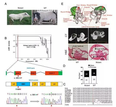 排污数据24小时连接环保局,浙江出绝招管电子游艺网站
;买猪不成生怨恨,用“硝卤”毒死21头猪获刑罚……