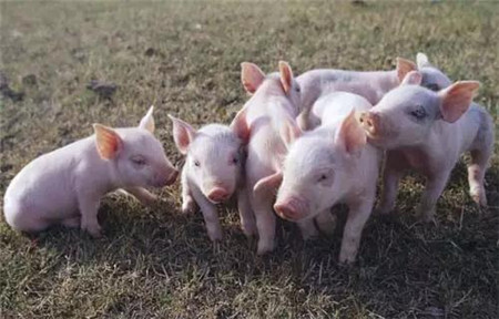 猪病毒性腹泻与细菌性腹泻怎么区分?