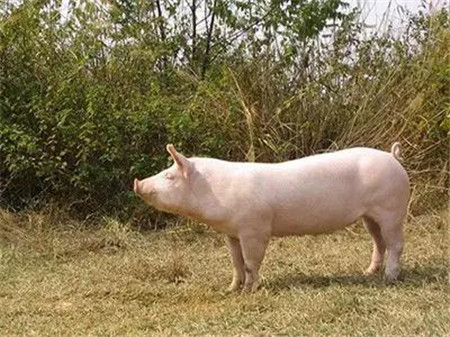 猪病毒性腹泻与细菌性腹泻怎么区分?