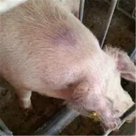 电子游艺网站
爆发蓝耳病使用丰强蓝青的效果记录