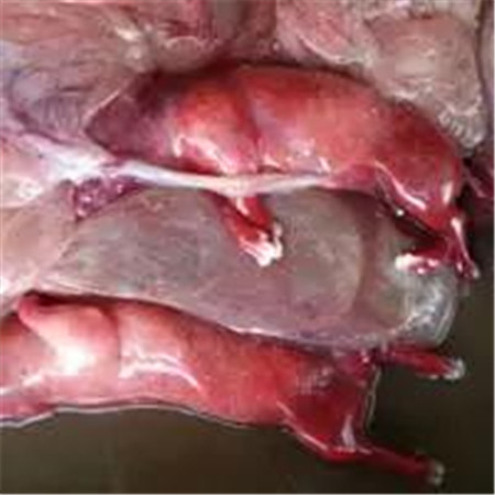 电子游艺网站
爆发蓝耳病使用丰强蓝青的效果记录