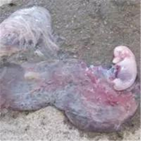 电子游艺网站
爆发蓝耳病使用丰强蓝青的效果记录