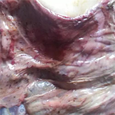 电子游艺网站
爆发蓝耳病使用丰强蓝青的效果记录