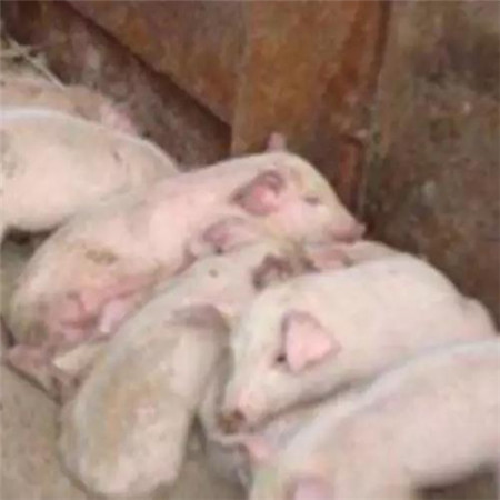 电子游艺网站
爆发蓝耳病使用丰强蓝青的效果记录