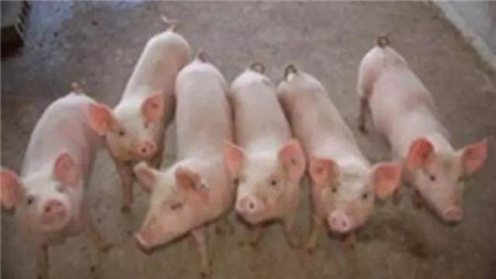 电子游艺网站
爆发蓝耳病使用丰强蓝青的效果记录