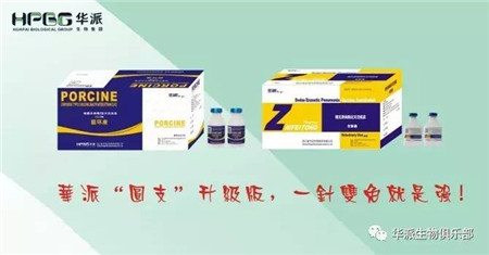 圆环康和支肺通混合免疫方案田间使用效果全程比对