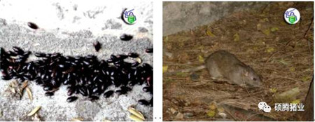 Peter Thompson:国际上公认的电子游艺网站
生物安全与消毒