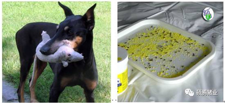 Peter Thompson:国际上公认的电子游艺网站
生物安全与消毒