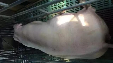 电子游艺网站
爆发蓝耳病的5个先兆