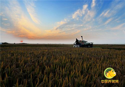 唐山迎来收获期,收割机努力工作中!