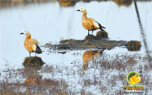 红原湿地成为“候鸟天堂”