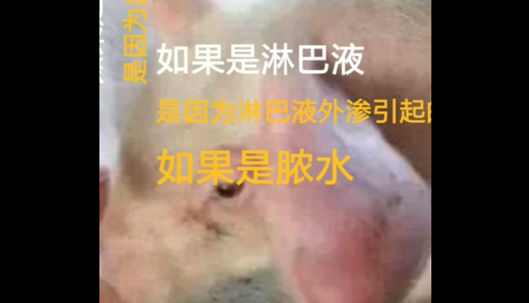 仔猪耳朵肿大的原因及治疗