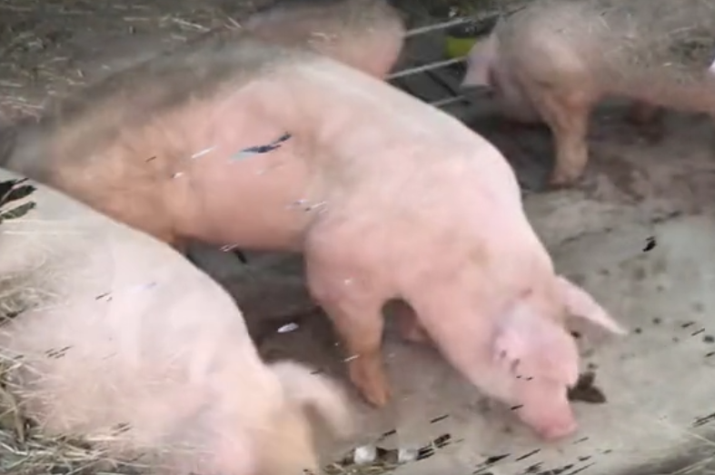 猪口蹄疫最佳治疗方法,猪得了口蹄疫怎么治?