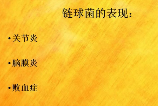 这样治疗猪链球菌,提高治愈率30%以上