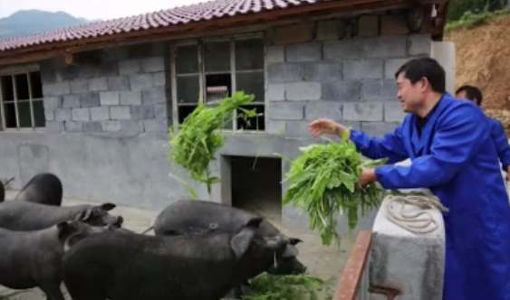 养猪麻烦多!猪出现低温症要怎么治疗?看完你也是养猪高手