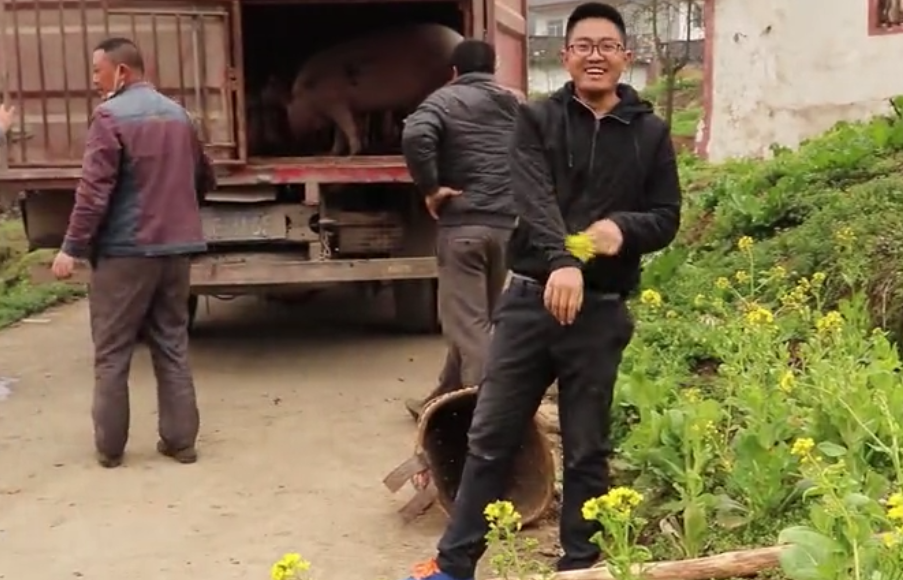 300多斤大肥猪4人抬不上车,猪:不用抬我,我自己会上去