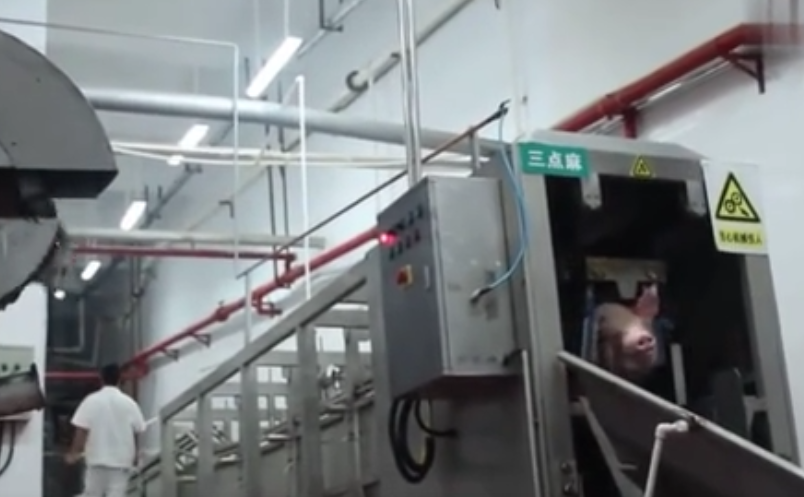 国外屠宰场的杀猪神器,轻轻一碰,猪就倒地上了