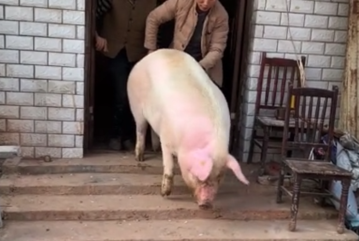 大叔家杀300多斤的年猪,打造一个神奇的杀猪工具