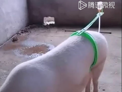 看到这个之后才明白了,原来猪病了,也是需要治疗的啊!