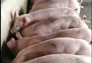 养猪的注意了:这个小技巧专治大小猪脚瘸