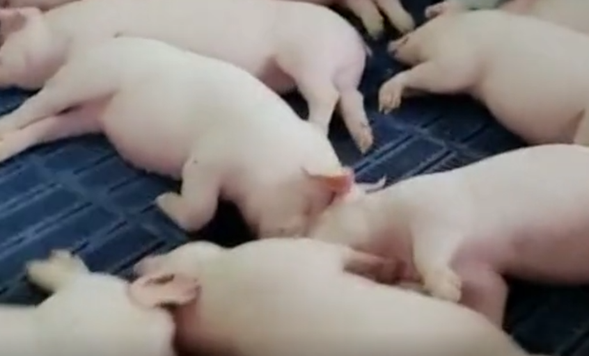 国外现代化养电子游艺网站
,没想到可以这么干净,看完你想说什么