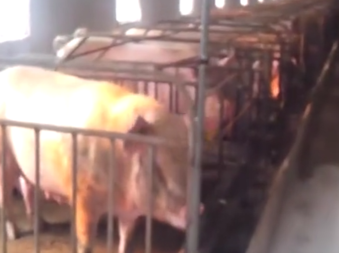 为什么大型养殖场从不用水泥地面来养猪?