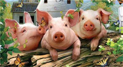 养猪技术:母猪流产死胎的辨别与治疗方法