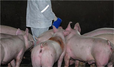 外购仔猪价格高,抓住后不注意这些事,可能一头猪都活不了!