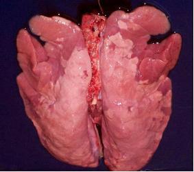 猪支原体性肺炎