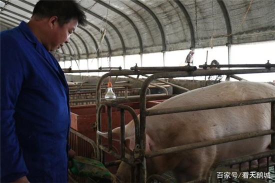 灵宝市朱阳镇罗海峰:起早贪黑养猪忙 脱贫致富奔小康