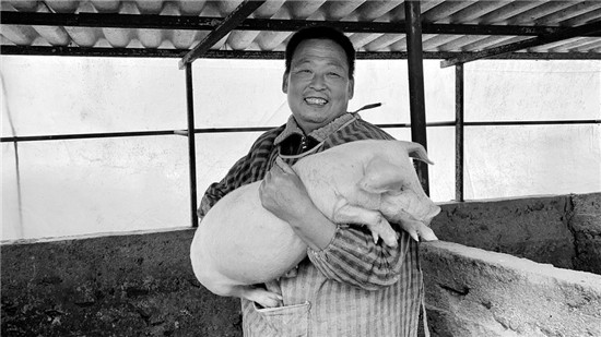 儿子结婚靠借钱 今养猪年入十几万