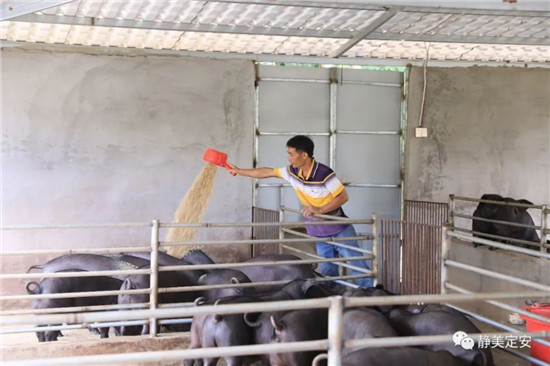 海南定安脱贫自强之星吴礼任:养猪脱贫 勤劳致富